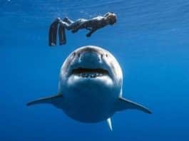 köpek balığı saldırısı