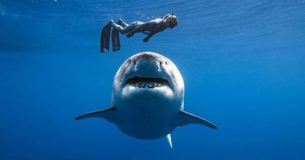 Köpek balığı saldırısı durumunda sakın bunları yapmayın! - İndigo Dergisi