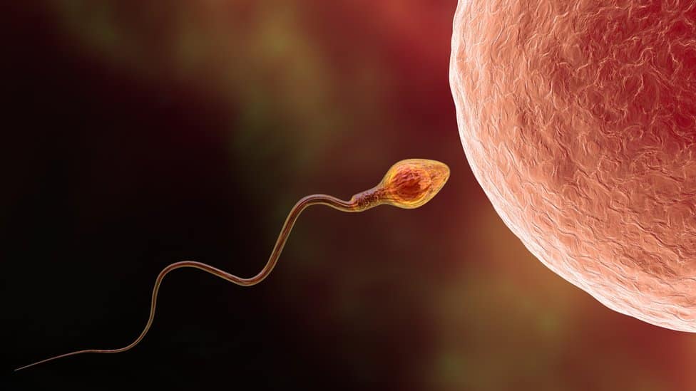 embriyo yetiştirme süresi