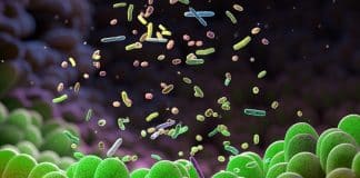 dost bakterileri