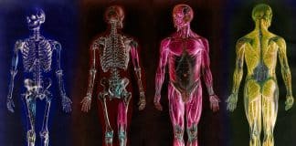 insan anatomisi
