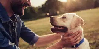 Köpek sahibi olmak demans riskini azaltıyor! köpek sahibi olmak