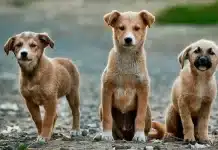 Kentler ve köpekler köpekler