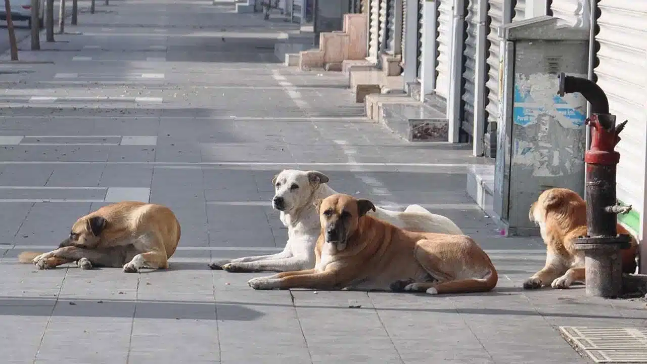 sokak köpekleri