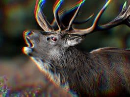 Zombi geyik hastalığı