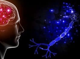 3D yazıcı beyin dokusu