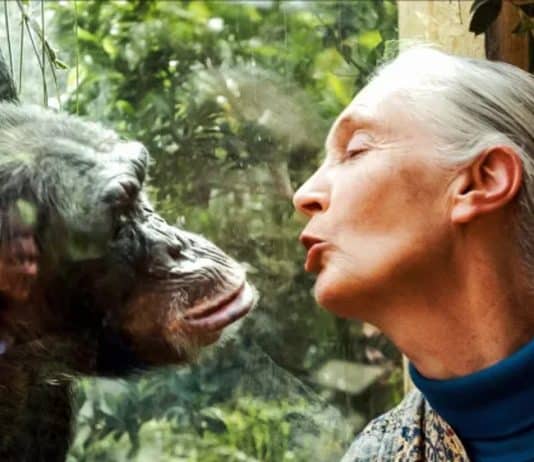 genişletilmiş bencillik