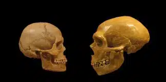 Neandertaller ile ilgili yeni keşif: İnsanlarla yan yana yaşamışlar Neandertaller