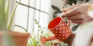 Kaynamış yumurta suyu faydaları: Bakın bitkilere neler yapıyor? kaynamış yumurta suyu