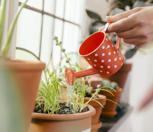 kaynamış yumurta suyu