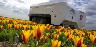 Lale tarlaları artık bu yapay zeka robota emanet! Hollanda lale tarlalarında