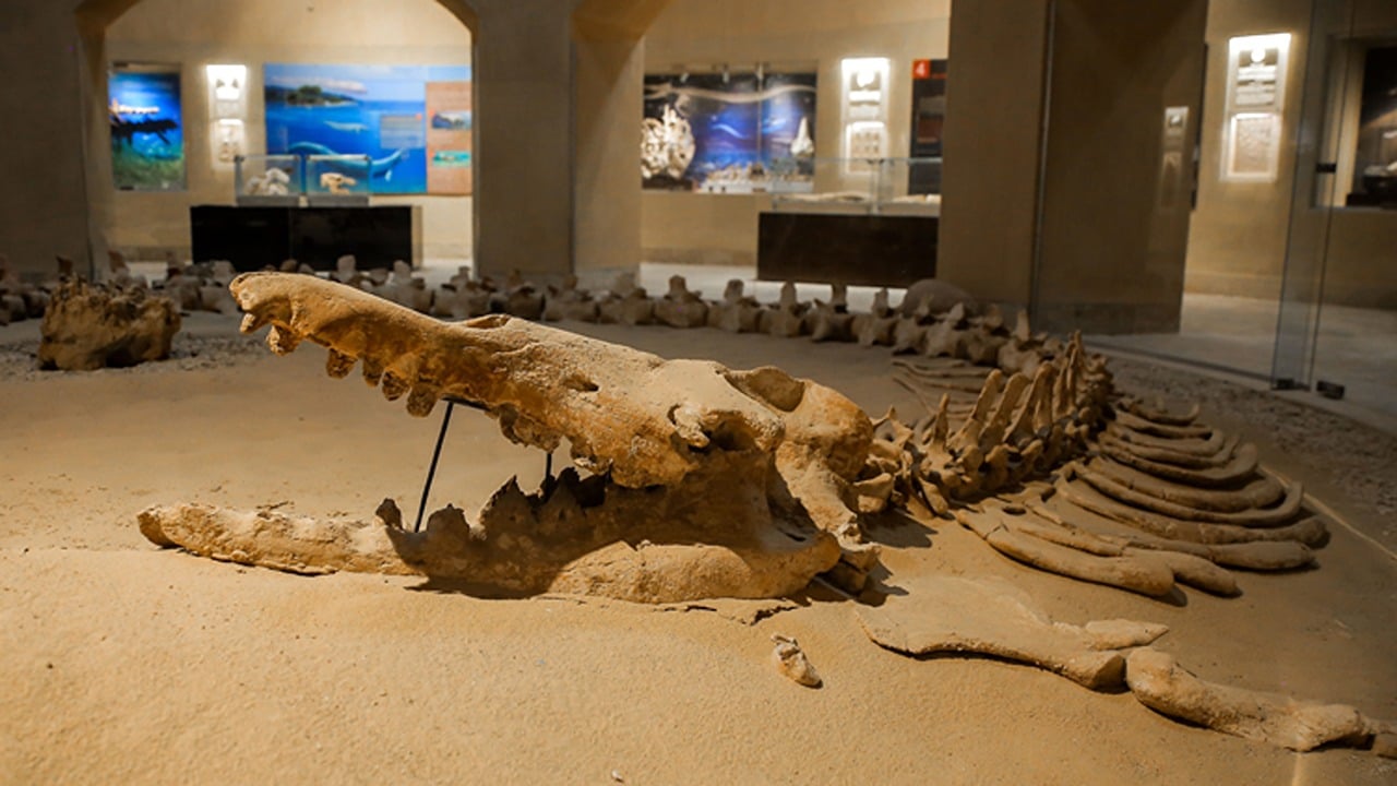 balina fosili