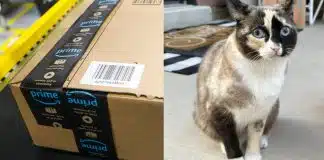 Kargo kutusuna giren kedi binlerce kilometre seyahat etti kargo kedi