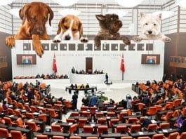 Kentlerin Köpekleri