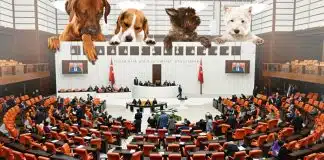 Kentlerin Köpekleri Kentlerin Köpekleri