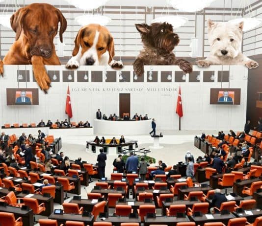 Kentlerin Köpekleri