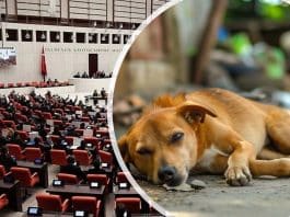 sokak hayvanları yasası