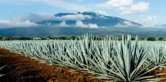Agave bitkisi: Ömründe bir kez çiçek açıyor, koparmanın cezası 387 bin TL agave bitkisi