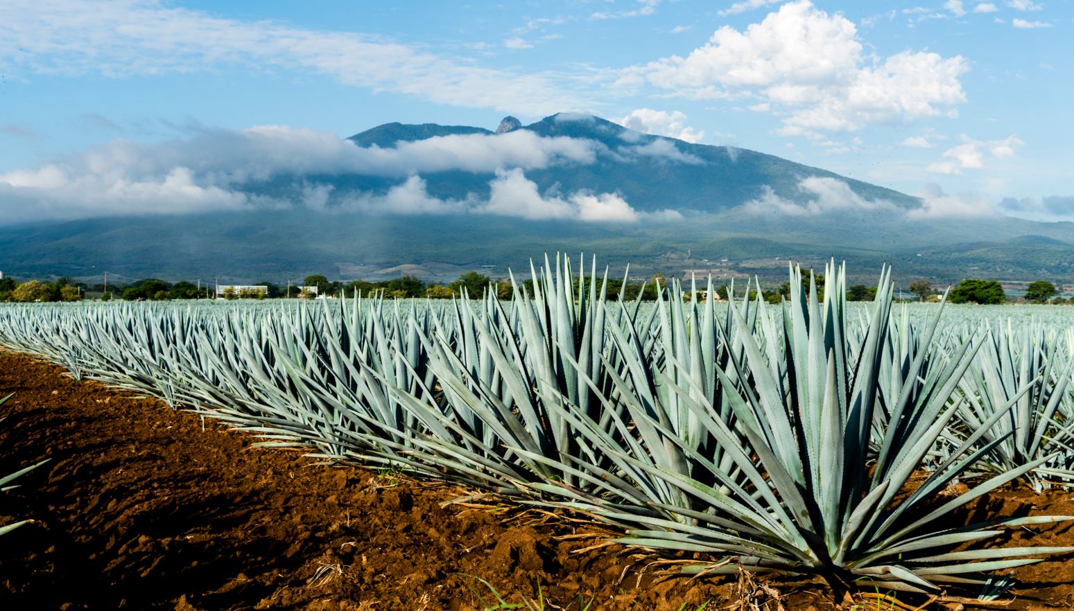 agave bitkisi