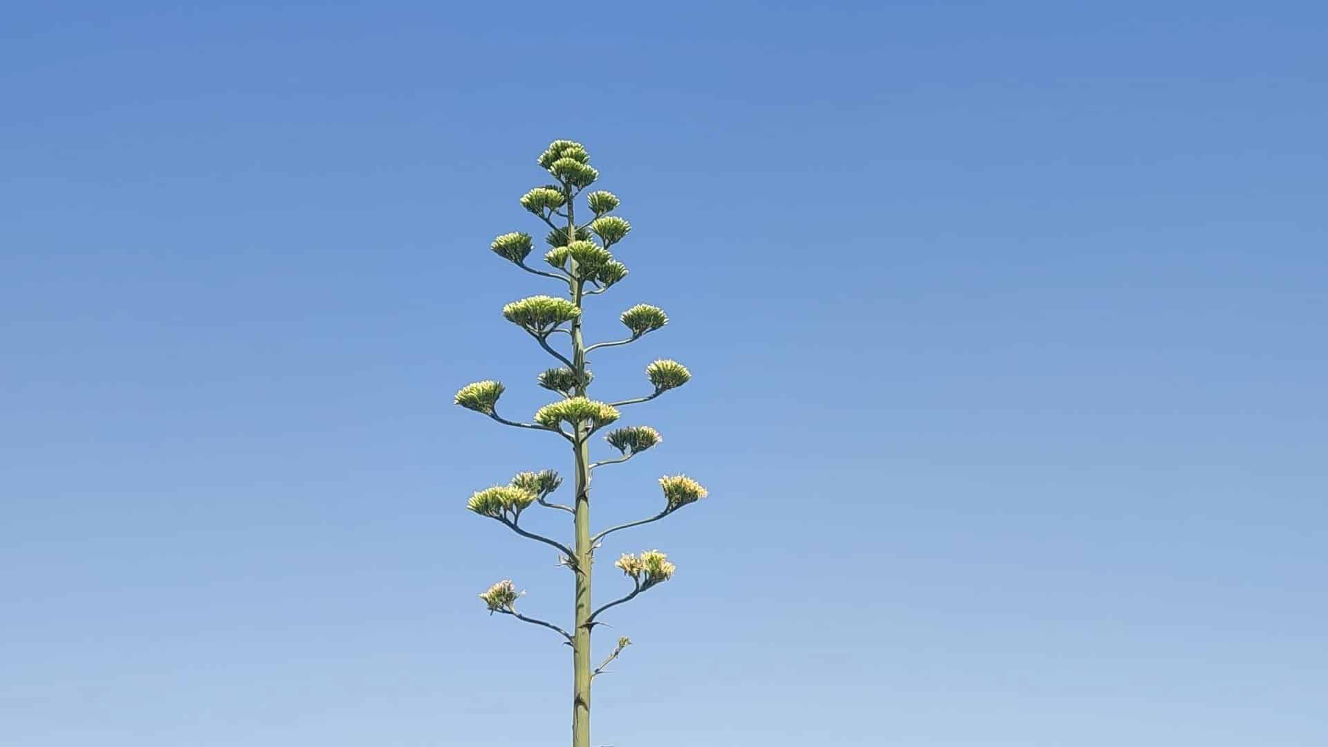 agave çiçeği