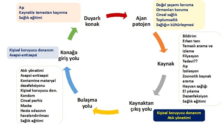 mpox bulaş döngüsü