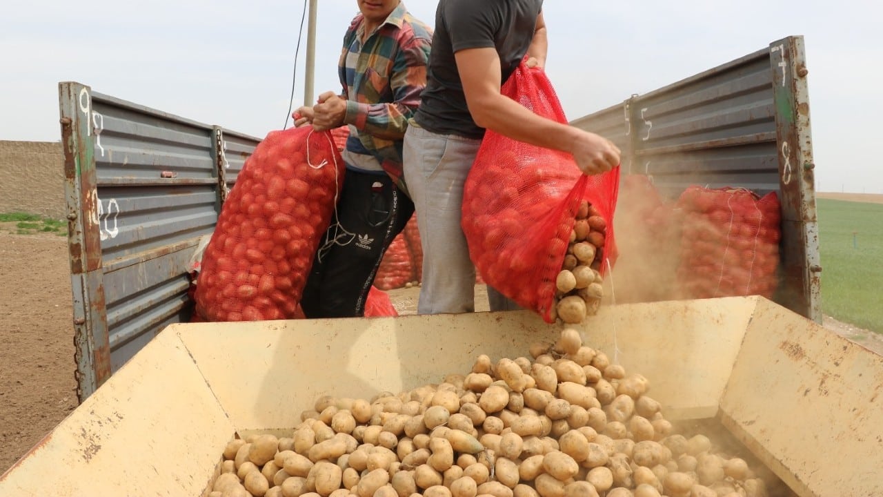 patates üreticisi