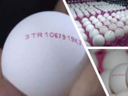 Yumurtalardaki numaralar