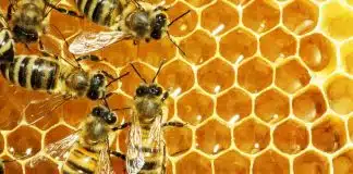 Pestisitlerin yaygın kullanımı, bal arılarını tehdit ediyor! bal arılarını