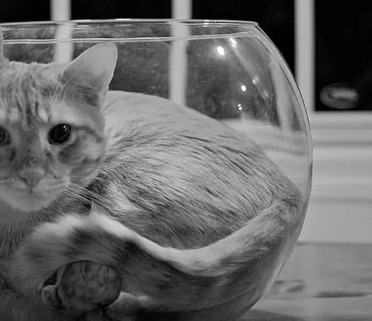 Kediler neredeyse sıvı