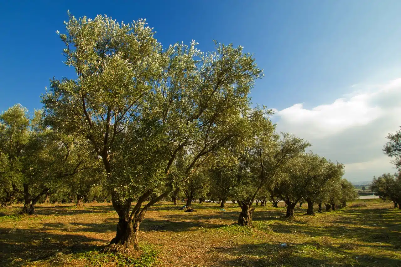 zeytin ağaçları