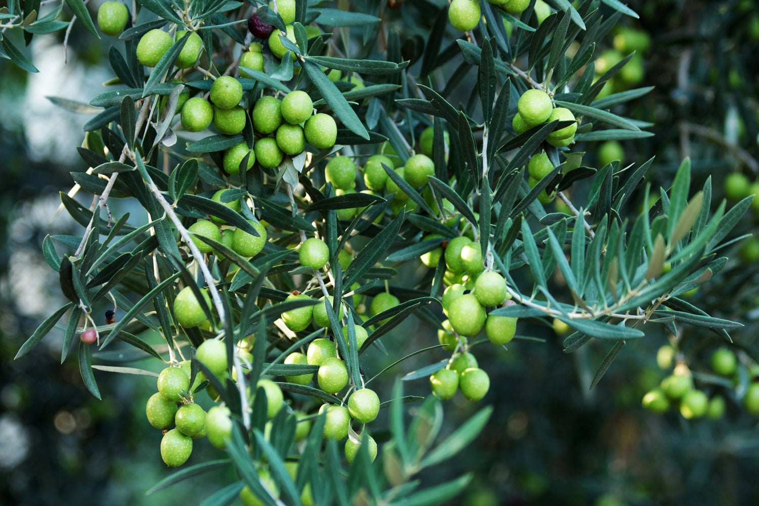 zeytin ağacı