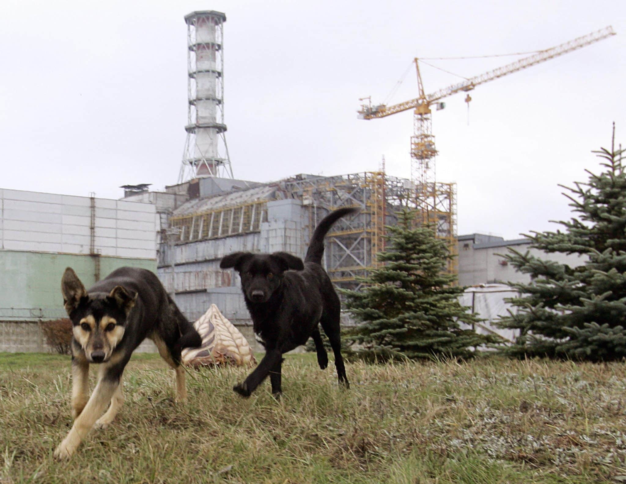 Chernobyl dogs