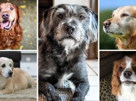 Yaşlı köpekler