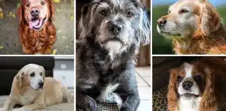 Yaşlı köpekler için sağlıklı yaşlanma rehberi: Ömrü uzatan 9 öneri! Yaşlı köpekler
