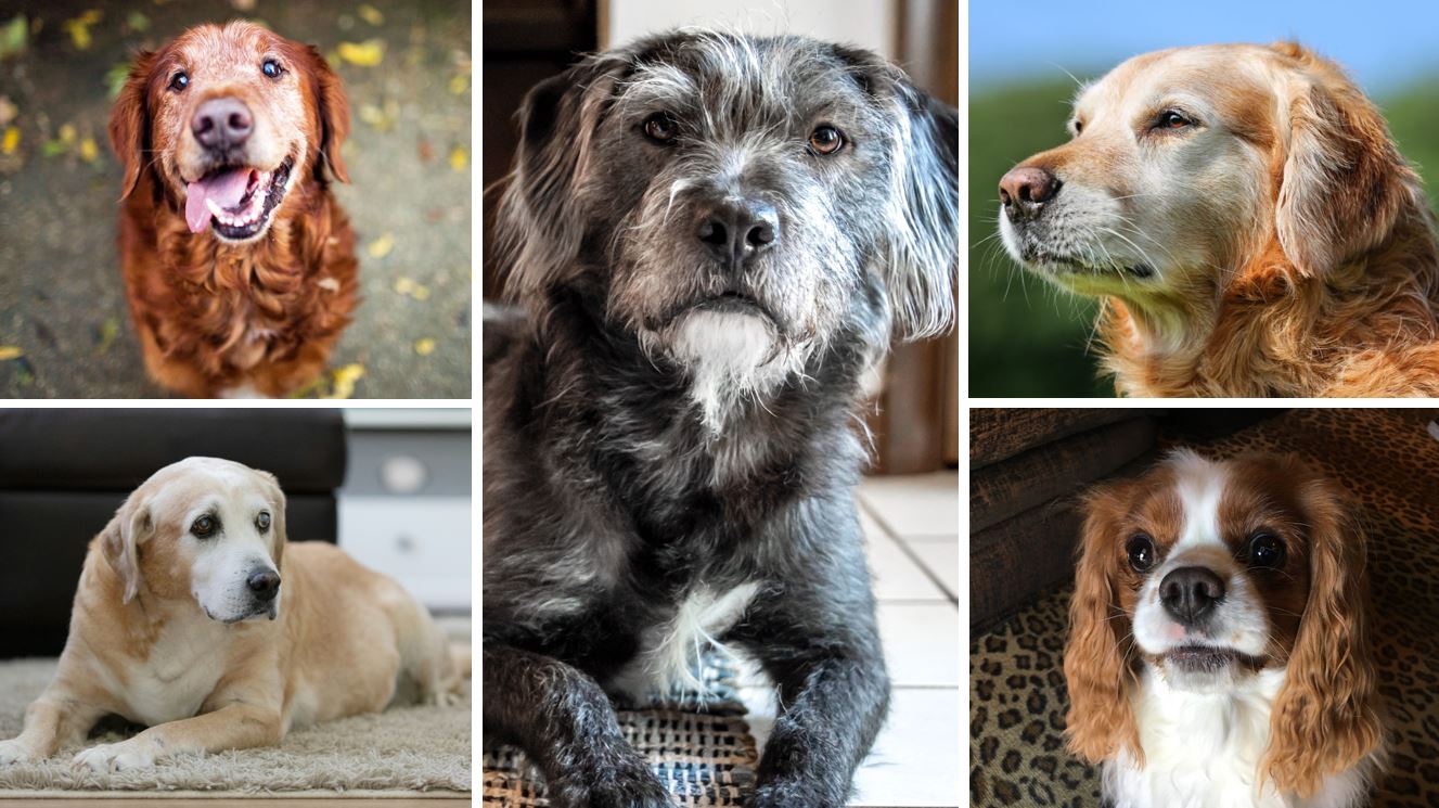 Yaşlı köpekler