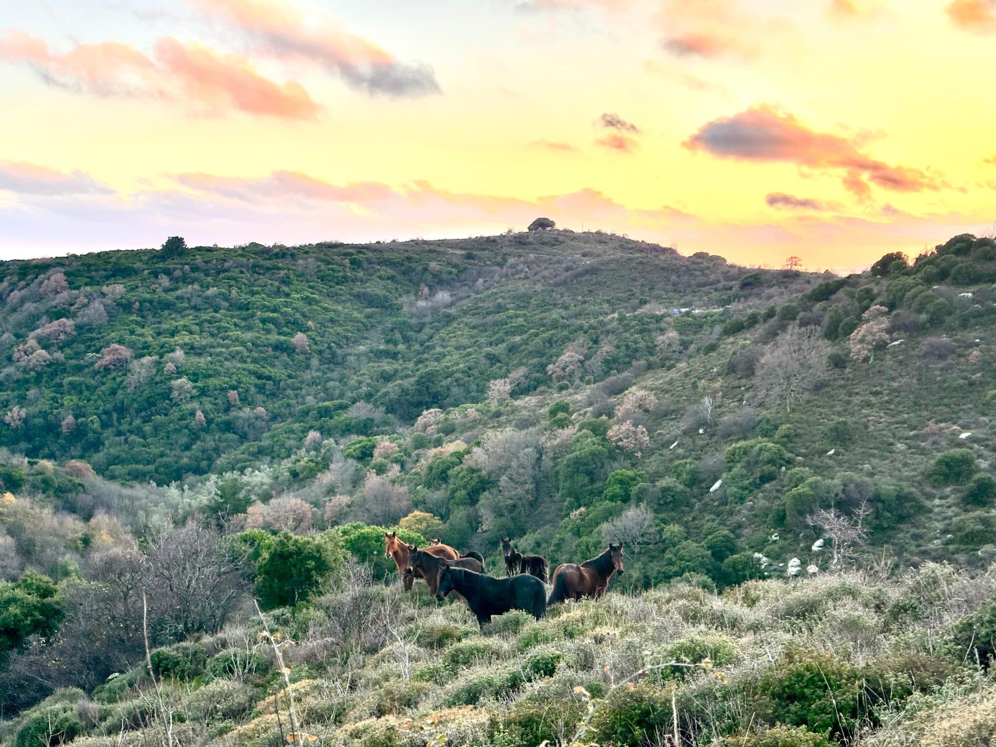 Marmara Adası yılkı atlarının hikayesi