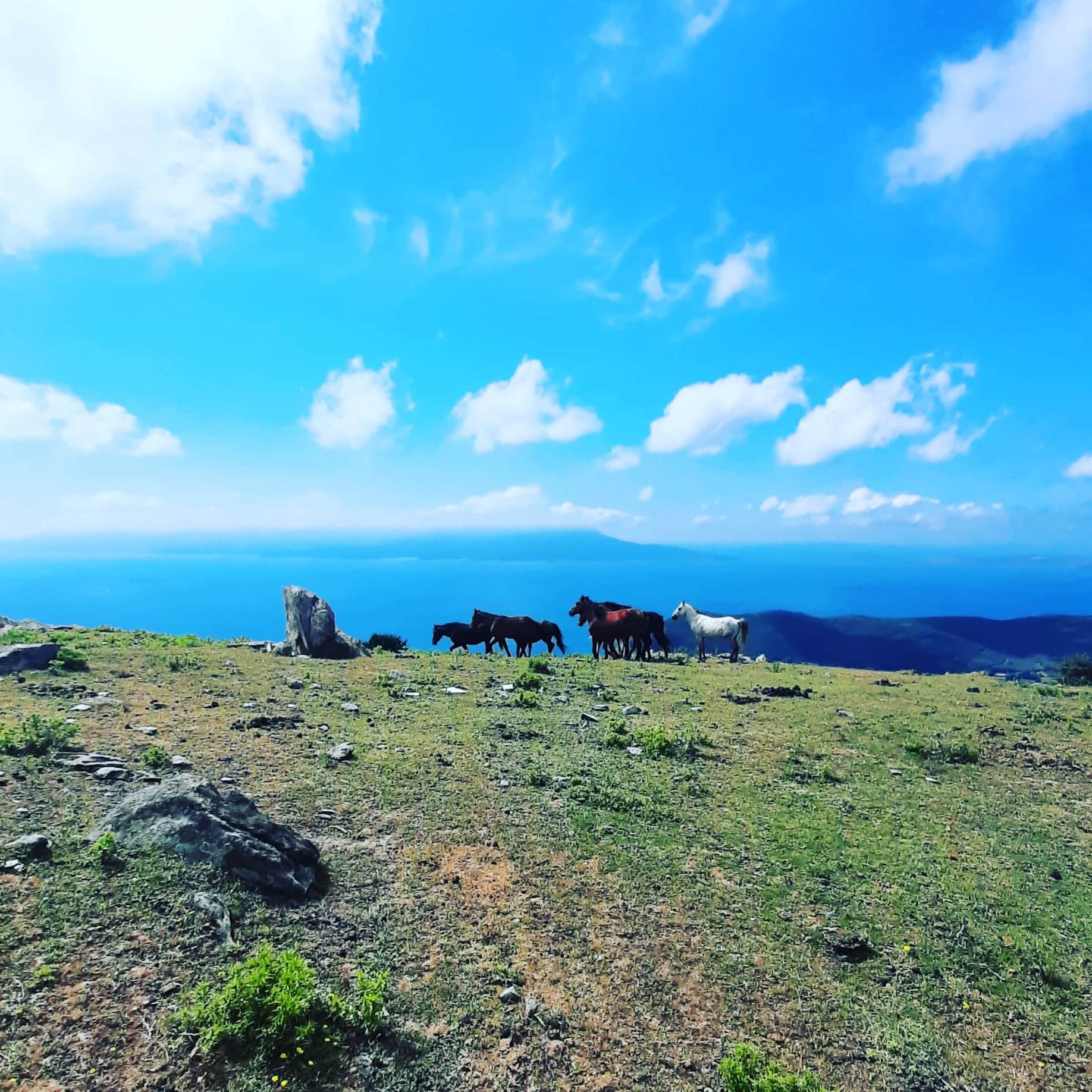 Yılkıların şarkısı Marmara Adası yılkı atları