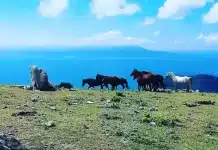 Marmara Adası yılkıların şarkısı