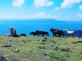 Marmara Adası yılkıların şarkısı