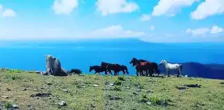 Marmara Adası yılkıların şarkısı