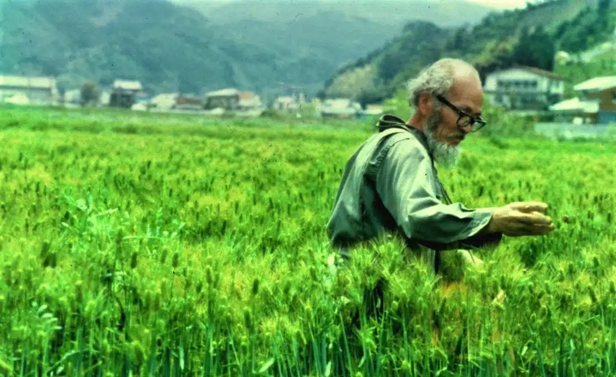 Fukuoka ekin sapı devrimi