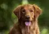 Golden Retriever Köpeği Özellikleri, Bakımı ve Beslenmesi Golden Retriever yavru fiyatları, karakter özellikleri, bakımı ve eğitimi.