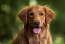 Golden Retriever yavru fiyatları, karakter özellikleri, bakımı ve eğitimi.