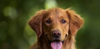 Golden Retriever yavru fiyatları, karakter özellikleri, bakımı ve eğitimi.