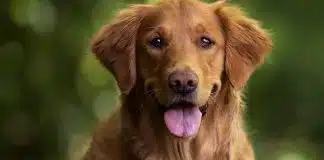 Golden Retriever Köpeği Özellikleri, Bakımı ve Beslenmesi Golden Retriever yavru fiyatları, karakter özellikleri, bakımı ve eğitimi.