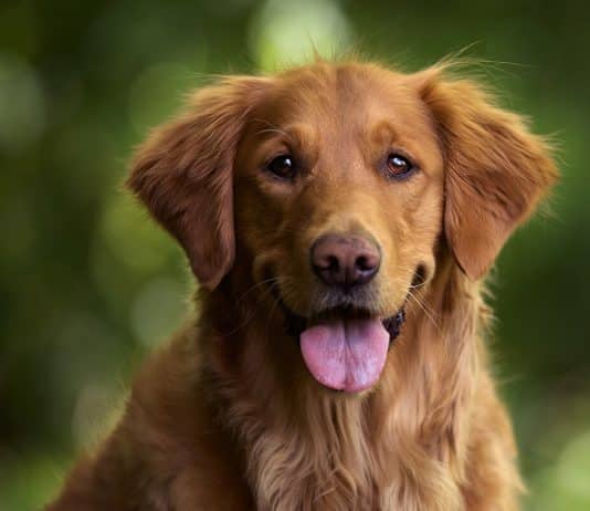 Golden Retriever yavru fiyatları, karakter özellikleri, bakımı ve eğitimi.