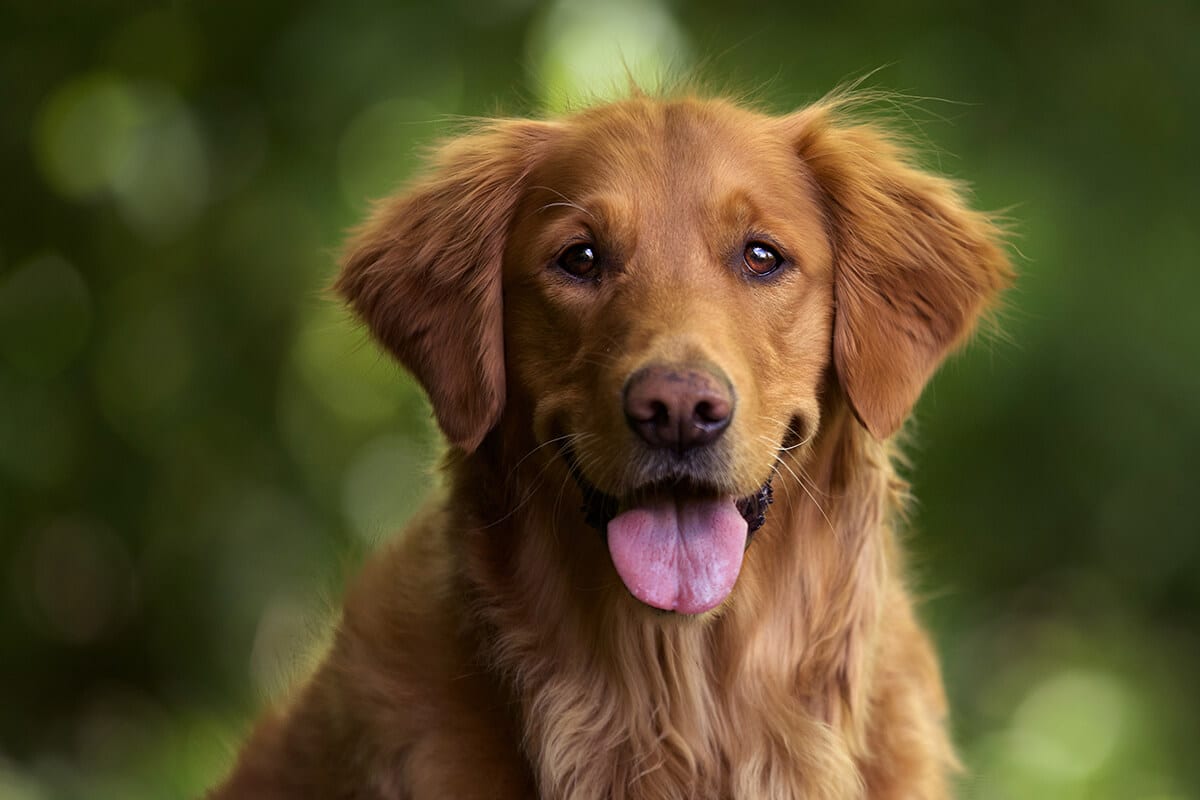 Golden Retriever yavru fiyatları, karakter özellikleri, bakımı ve eğitimi.