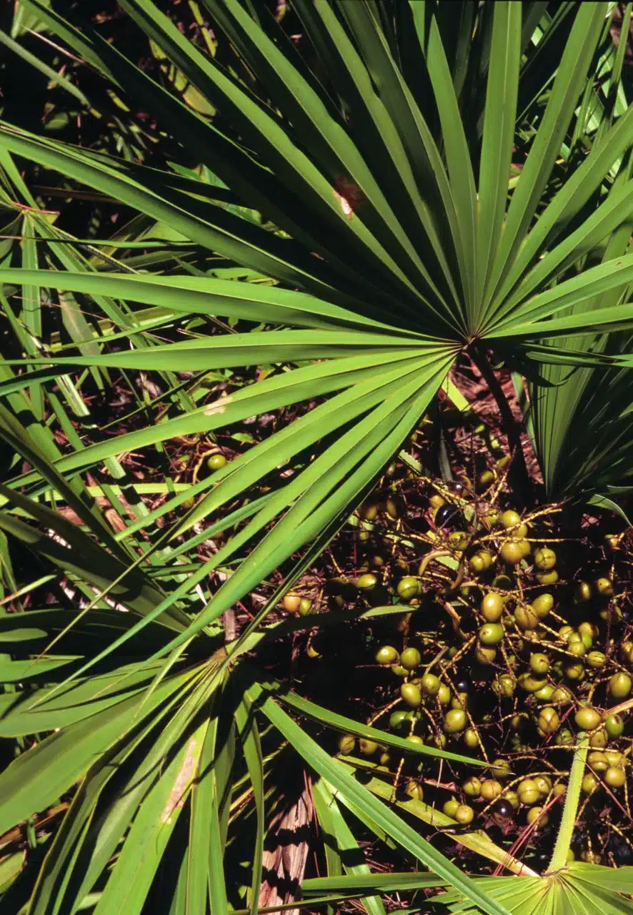 cüce palmiye (Saw Palmetto) ağacının meyvelerinden elde edilen ekstrakttır.