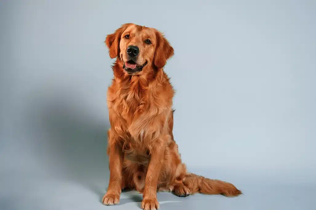 Köpeğin Eğitimi