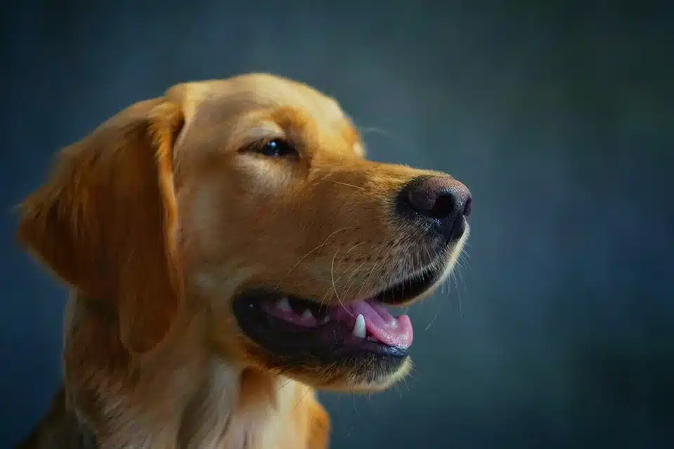 Golden Retriever yavru: Golden Retriever fiyatları, ırkın özellikleri ve Golden Retriever bakımı hakkında bilgiler.